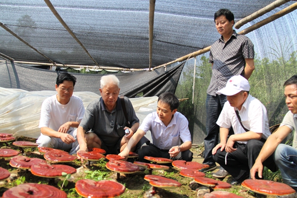 杭州亞運(yùn)會(huì)官方靈芝產(chǎn)品供應(yīng)商|杭州亞運(yùn)會(huì)官方供應(yīng)商|中國(guó)靈芝十大品牌|仙客來(lái)靈芝|仙客來(lái)靈芝破壁孢子粉|仙客來(lái)孢子油|仙客來(lái)靈芝飲片|仙客來(lái)破壁孢子粉|靈芝孢子油|孢子粉|靈芝破壁孢子粉|靈芝|中華老字號(hào)